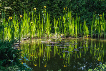Serene pond scene with tall green reeds and yellow iris pseudacorus (yellow flag, yellow iris) flowerss, reflecting in calm water, surrounded by lush greenery and trees.