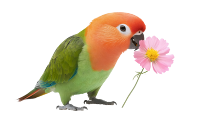 Feathered Flower Touch