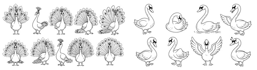Cartoon peacocks and swans pose. Animal illustration, nature drawing, wildlife, bird, fowl, ornithology