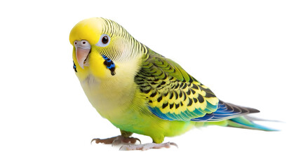 Fototapeta premium Focused Parrot Lifts Off