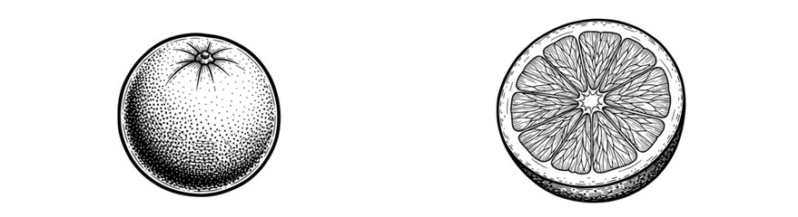 Citrus fruit illustration with cut half detail. Healthy food, botanical drawing, monochrome, organic, vegan.