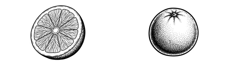 Etched orange and half slice. Retro fruit, citrus art, food illustration, engraving, vintage, healthy, detail, organic, artistic, fresh, juicy.