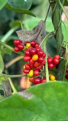 Bright red currant berries ripen on a leafy branch, bursting with summer freshness