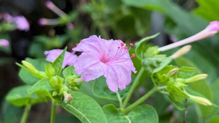 Close up captures the vibrant four oclock flower blooming among lush green foliage