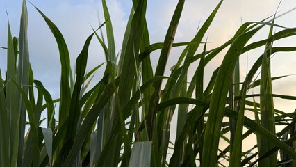 Fototapeta premium Tall sugarcane stalks reach upward against a bright cloudy sky at sunset during dusk