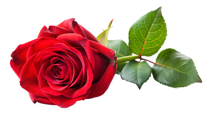 red rose isolated on white background