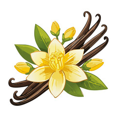 Vanilla flower and pods vector color illustration. Composition of aromatic spice with buds and leaves.