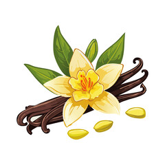 Vanilla flower and pods vector color illustration. Composition of aromatic spice with buds and leaves.