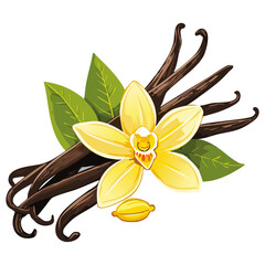 Vanilla flower and pods vector color illustration. Composition of aromatic spice with buds and leaves.
