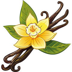 Vanilla flower and pods vector color illustration. Composition of aromatic spice with buds and leaves.