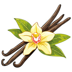 Vanilla flower and pods vector color illustration. Composition of aromatic spice with buds and leaves.
