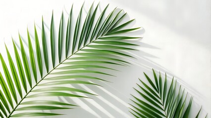 Obraz premium Tropical Palm Leaves on White Background with Soft Shadows