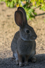 bunny