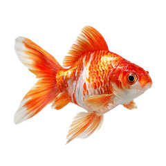 Oranda Goldfish, isolated on white background