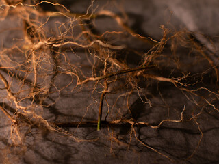 Dried herbal plant root on baking paper. Herbal medicine concept.