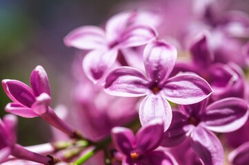Vibrant purple lilacs in full bloom showcase the beauty of springtime.