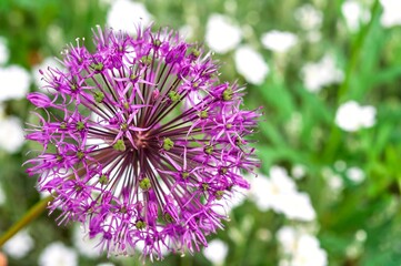 Vibrant purple allium flower blooms in a garden, creating a stunning natural display.