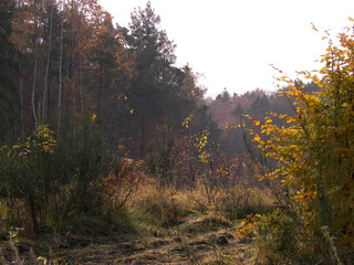 Autumnal forest landscape. Polish nature.