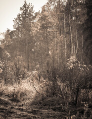 Autumnal forest landscape. Polish nature.