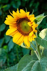 A stunning sunflower showcases its beauty with bright yellow petals and green leaves.