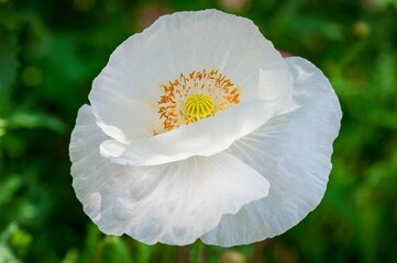 A stunning white poppy flower displays its intricate details in vibrant close-up.