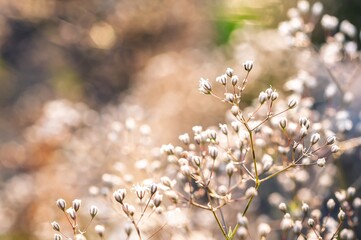 A serene close-up of delicate white flowers bathed in warm sunlight with a blurred background.