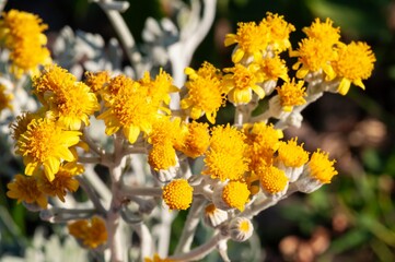 A close-up of a bright yellow flower in full bloom, showcasing vibrant details.