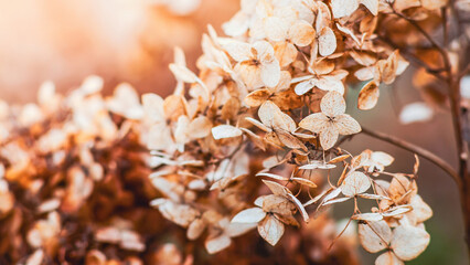 Fototapeta premium Dried hydrangea flowers in warm autumnal tones, bathed in soft light.
