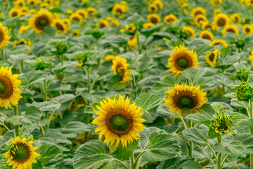 Sunflower field in full bloom, vibrant yellow flowers contrasting with lush green leaves. Summer rural landscape.