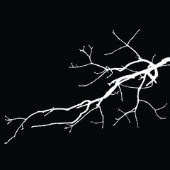 Silhouette of bare trees with branches isolated on black. Black and white vector illustration
