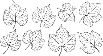 grape leaves, various shapes and sizes, intricate vein patterns, delicate black line art on a white background