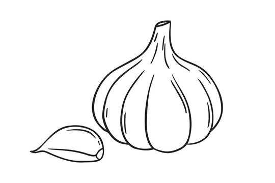 garlic doodle hand drawn icon. Outline drawing garlic line clipart symbol