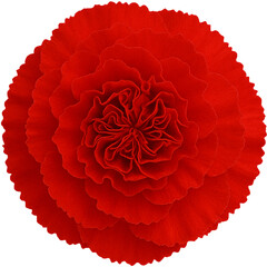 Red carnations in full bloom