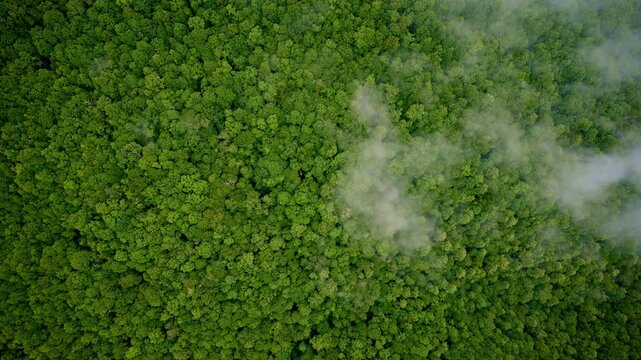 Drone captures poetic mist blanketing the Smoky Mountains