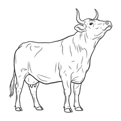 Calm Demeanor Resilience Capacity - Cow vector - Cow Line art - Cow Drawing - Vector Lineart of Cow - cow icon - outline of cow

