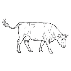Hoofed Farm Animal Physical Makeup Figure - Cow vector - Cow Line art - Cow Drawing - Vector Lineart of Cow - cow icon - outline of cow

