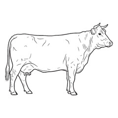 Milking Animal Body Anatomy Sketch - Cow vector - Cow Line art - Cow Drawing - Vector Lineart of Cow - cow icon - outline of cow


