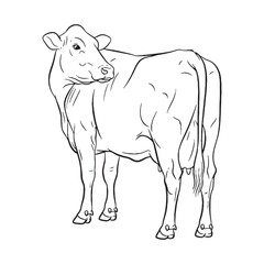 Horned Cattle Feature Shape - Cow vector - Cow Line art - Cow Drawing - Vector Lineart of Cow - cow logo - cow outline

