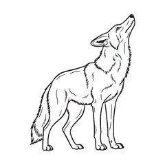 Bushy-tailed Coyote Resilience Capacity - Coyote vector - Coyote Line art - Coyote Drawing - Vector Lineart of Coyote - coyote icon - outline of coyote

