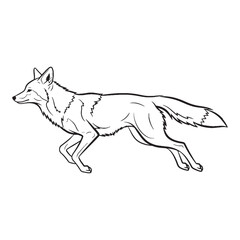 Lean Coyote Physical Makeup Figure - Coyote vector - Coyote Line art - Coyote Drawing - Vector Lineart of Coyote - coyote icon - outline of coyote

