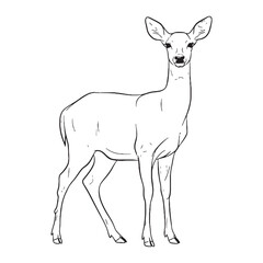 Browse Deer Terrestrial Form View - Deer vector - Deer Line art - Deer Drawing - Vector Lineart of Deer - deer icon - outline of deer

