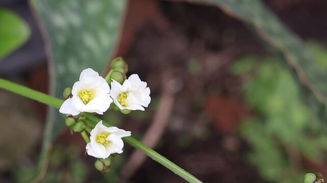 White blooming water jasmine flower surrounded by ants, macro, blurred background