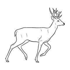 Graceful Deer Cervid Creature Type - Deer vector - Deer Line art - Deer Drawing - Vector Lineart of Deer - deer logo - deer outline

