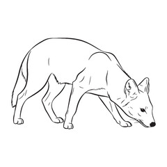 Native Dhole Distinctive Character Span - Dhole vector - Dhole Line art - Dhole Drawing - Vector Lineart of Dhole - dhole icon - outline of dhole

