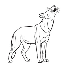 Whistling Dhole Untamed Spirit Vision - Dhole vector - Dhole Line art - Dhole Drawing - Vector Lineart of Dhole - dhole logo - dhole outline

