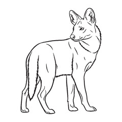 Elusive Dhole Ancient Aura Ambit - Dhole vector - Dhole Line art - Dhole Drawing - Vector Lineart of Dhole - dhole icon - outline of dhole

