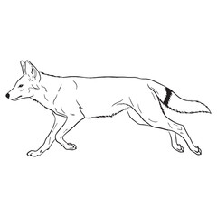 Pack-hunting Cuon Being Attribute - Dhole vector - Dhole Line art - Dhole Drawing - Vector Lineart of Dhole - dhole icon - outline of dhole

