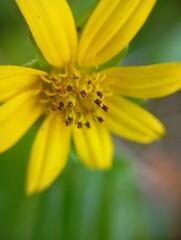 Close-Up of Yellow Wildflower Daisy. 
Sphagneticola trilobata, commonly known as the Bay Biscayne creeping-oxeye, marigold Singapore daisy, creeping-oxeye, trailing daisy, and wedelia. 
