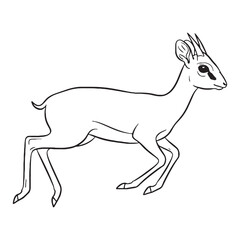 Delicate-limbed Dik-dik, Distinctive Character Span, Dik-dik vector, Dik-dik Line art, Dik-dik Drawing, Vector Lineart of Dik-dik, dik-dik icon, outline of dik-dik

