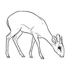 Elusive Dik-dik, Rare Trait Element, Dik-dik vector, Dik-dik Line art, Dik-dik Drawing, Vector Lineart of Dik-dik, dik-dik logo, dik-dik outline

